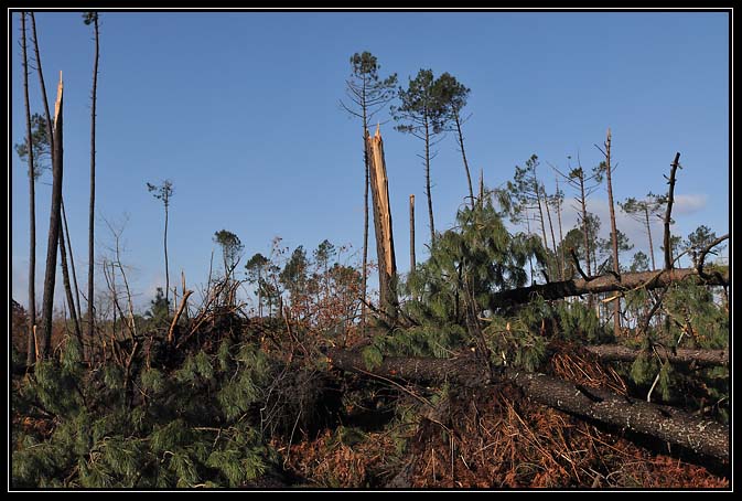 Tempête Klaus-2009 (1)